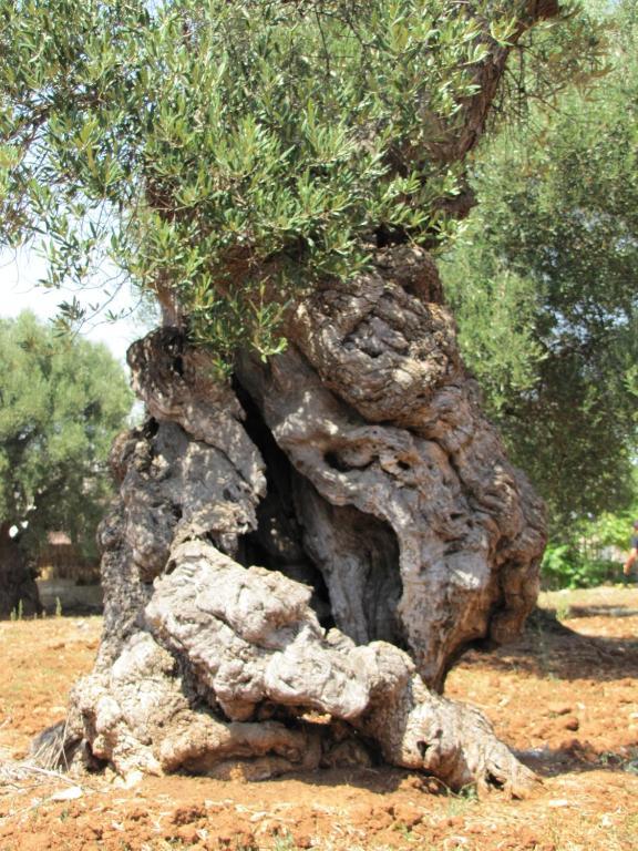 בית הארחה אוסטוני 	Antica Masseria Carparelli מראה חיצוני תמונה